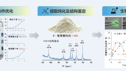 水生所在藻源β-1,3-葡聚糖開(kāi)發(fā)方面取得進(jìn)展 海洋生物活性物質(zhì)提取技術(shù)新突破