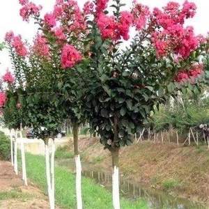 紫薇花苗——點亮園林綠化的“百日紅”魅力