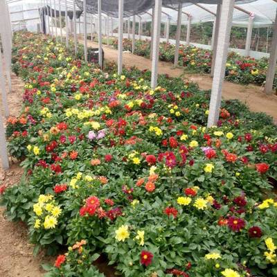 青州市茗茜花卉苗木專業合作社 綠意盎然的鄉村振興力量